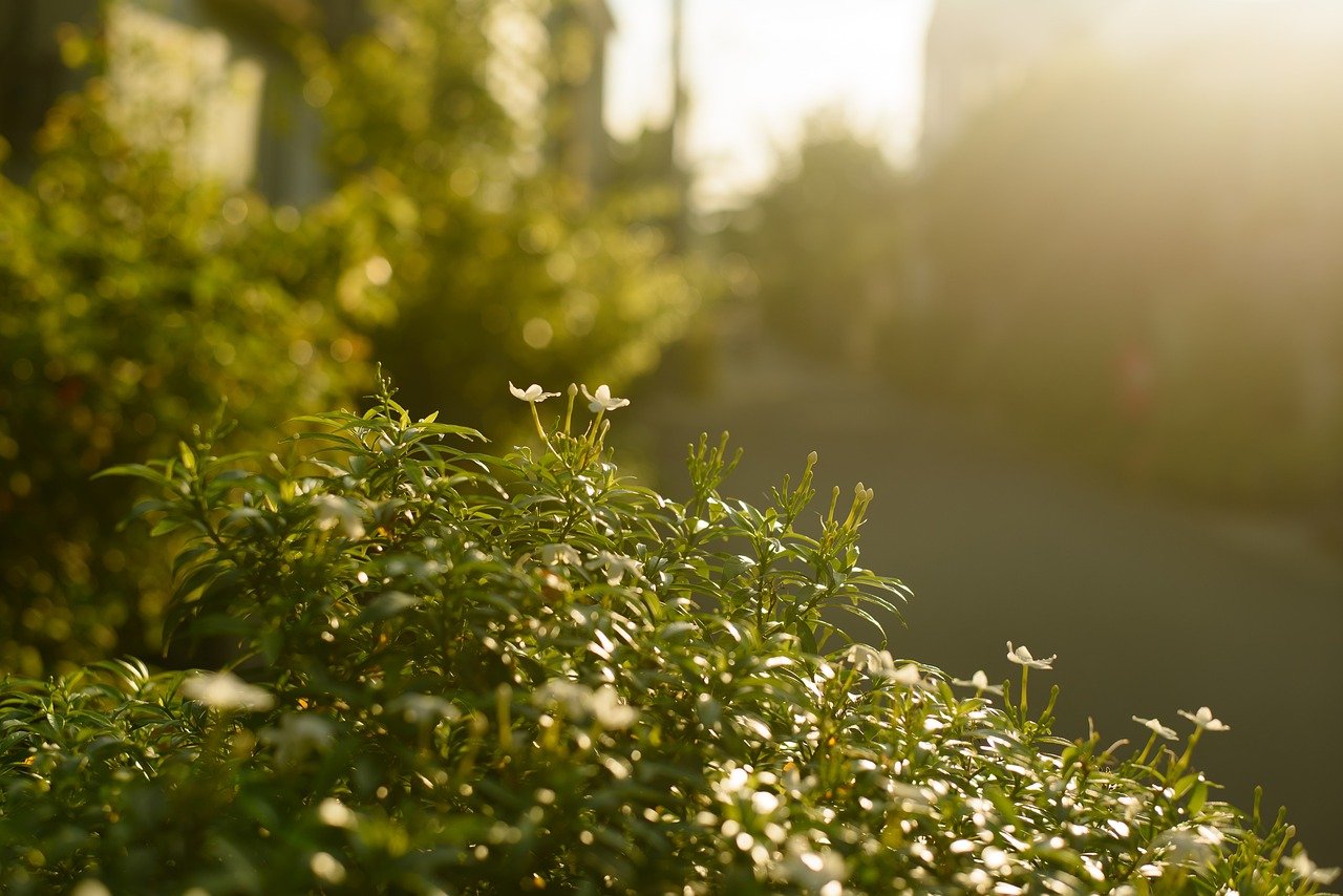 Peaceful nature landscape representing calm and wellbeing